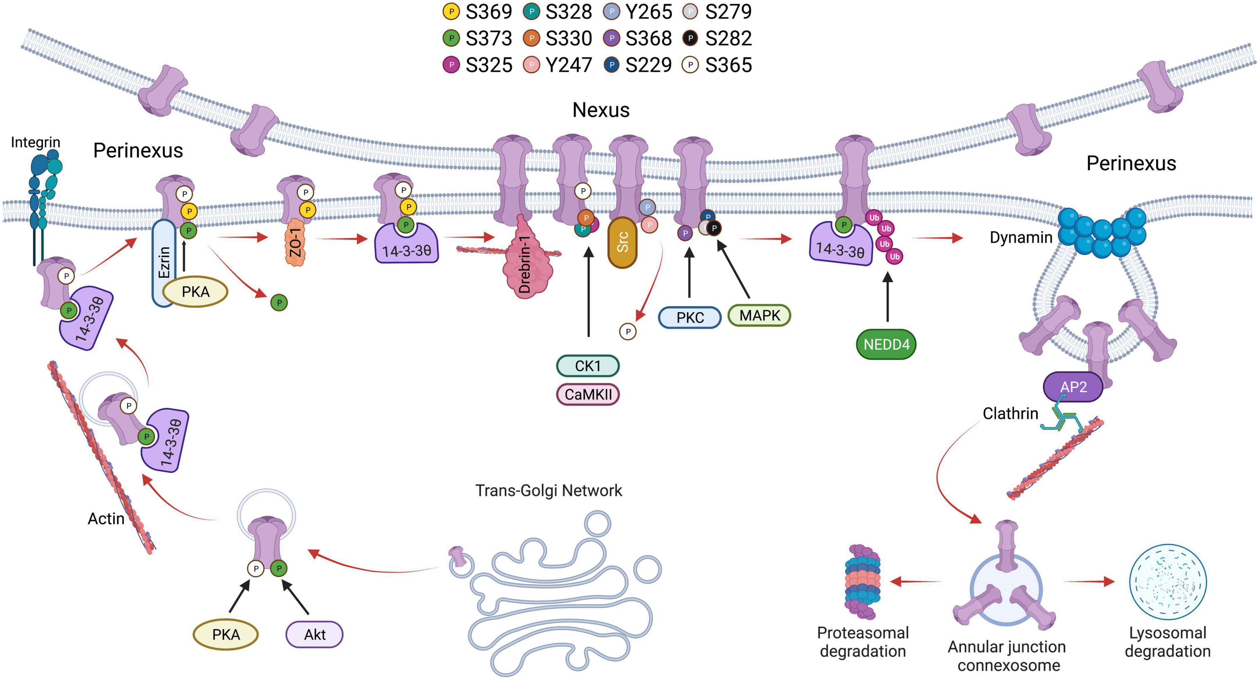 Role of Connexin 43 phosphorylation on Serine-368 by PKC in cardiac function and disease